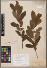 Foto von Salix aurita L.
